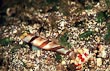Banded Goby & Shrimp